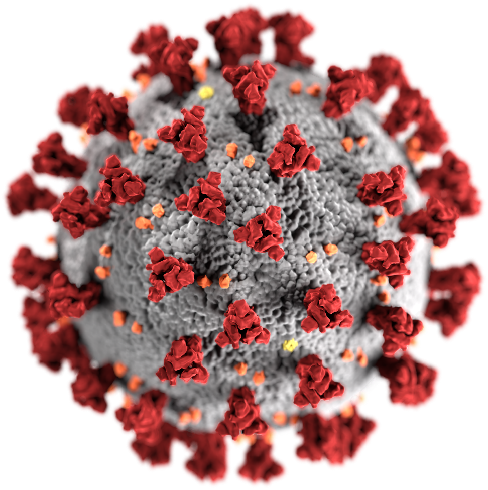  Figure 1. Illustration of a SARS-CoV-2 virion (Credit CDC). 